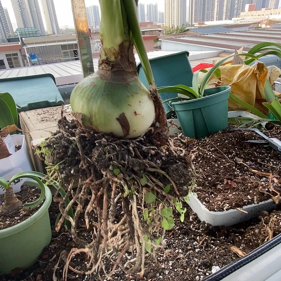 S孤挺花园 气质美女 9+1侧