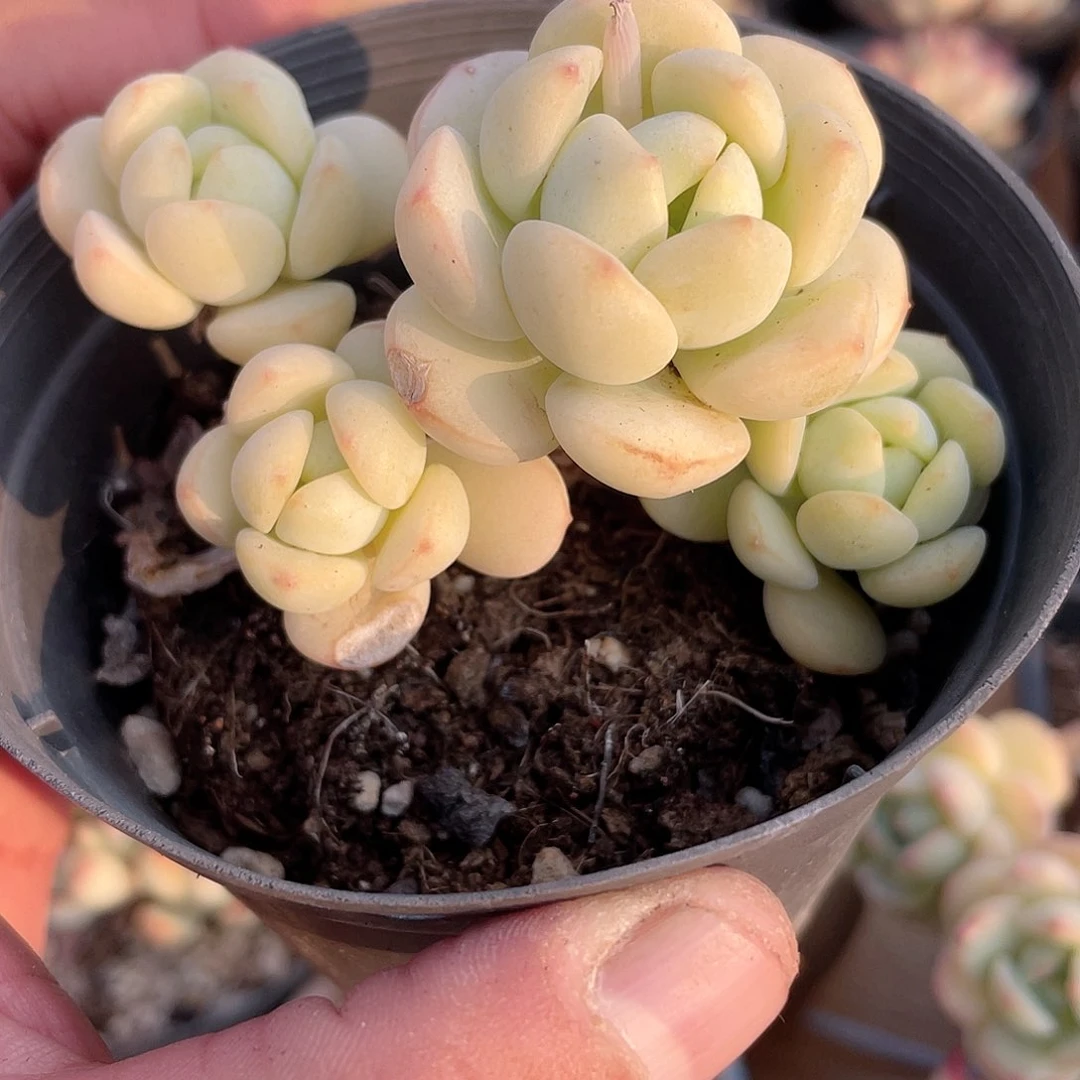 福****?2873  香草  六月六