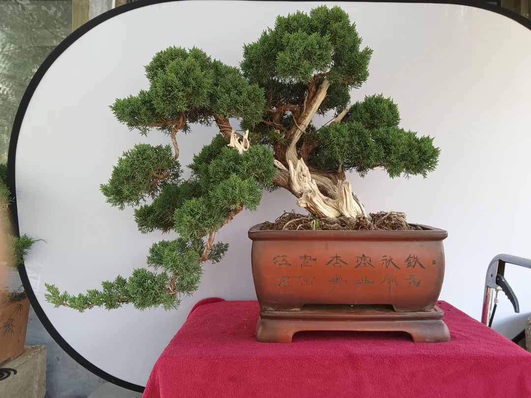 山採架接济州针柏老盆口