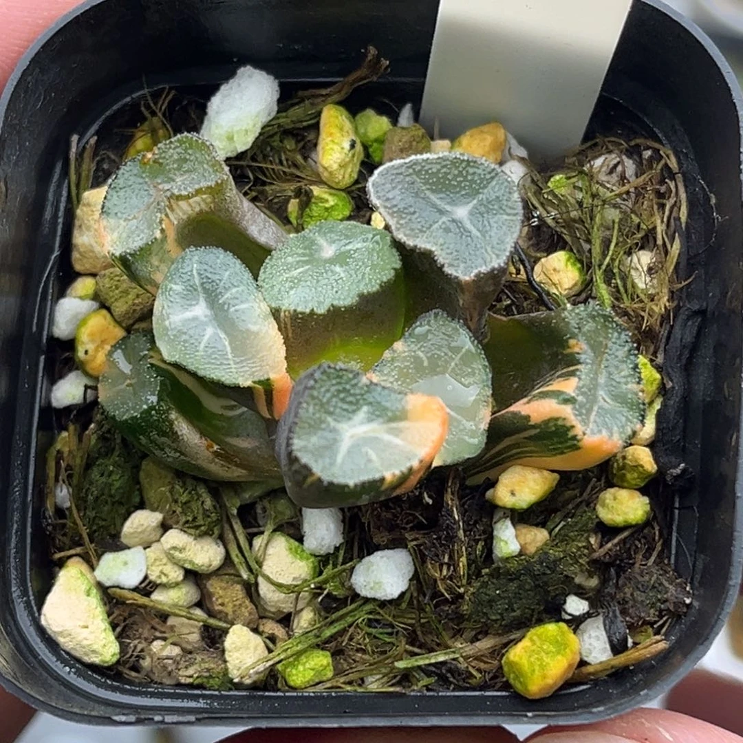 156玉龙万象锦头家多肉十二卷