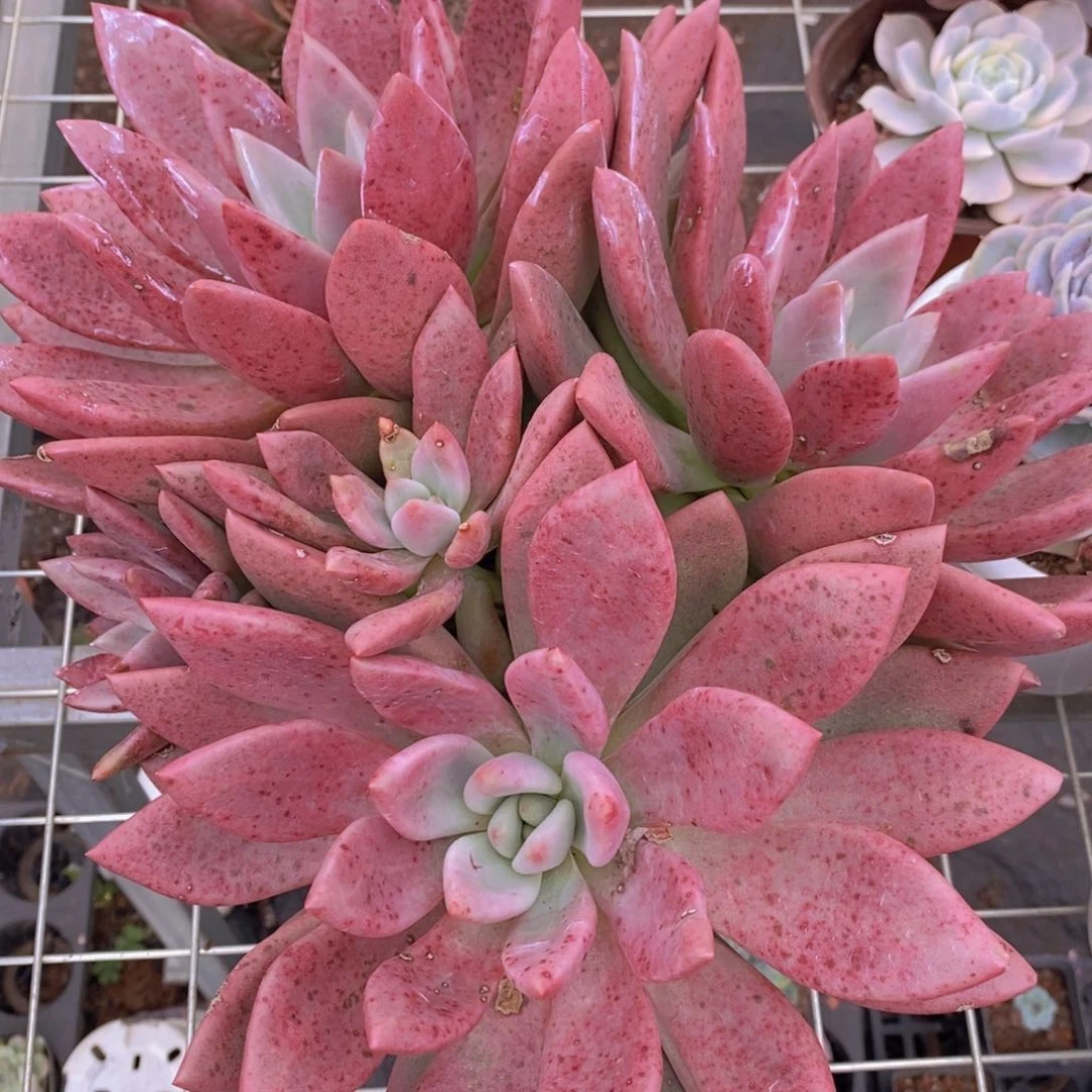 桃花源三大头起发整桩无砍