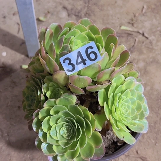 第***间多肉植物一个法师