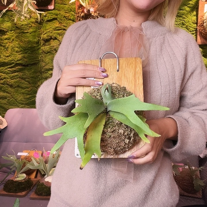 不开花植物Nook 黄波巴