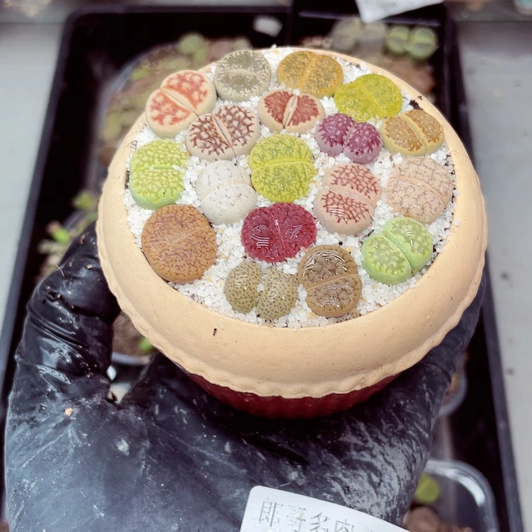 生石花满18包邮1009-156