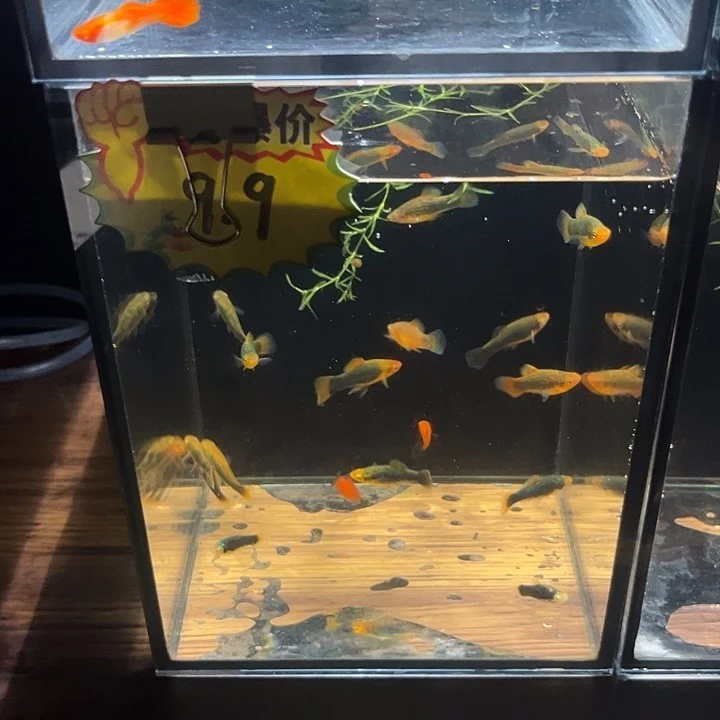 孔雀鱼9.9元10条，排单发货
