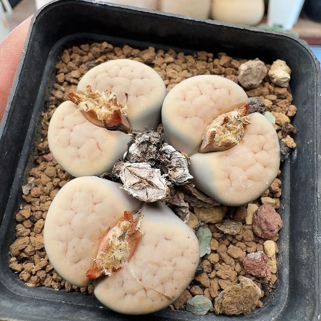 20包邮默认脱土发货239