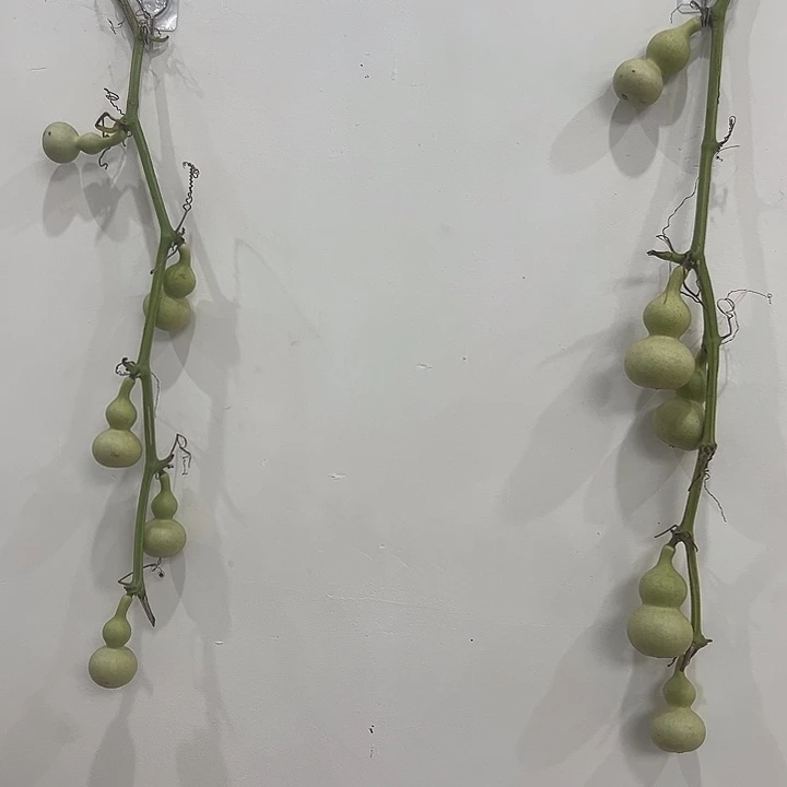葫芦葫芦葫芦葫芦