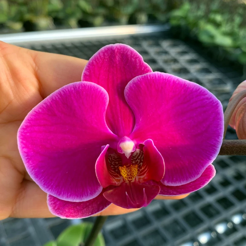 蝴蝶兰晶钻高端雅致室内绿植花卉好养