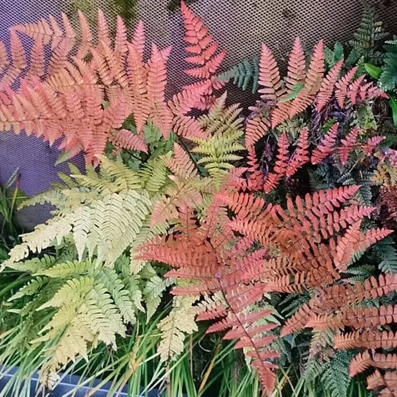 彩虹蕨盆栽红盖鳞毛蕨阳台庭院花镜耐寒绿植四季常青观叶蕨类植物