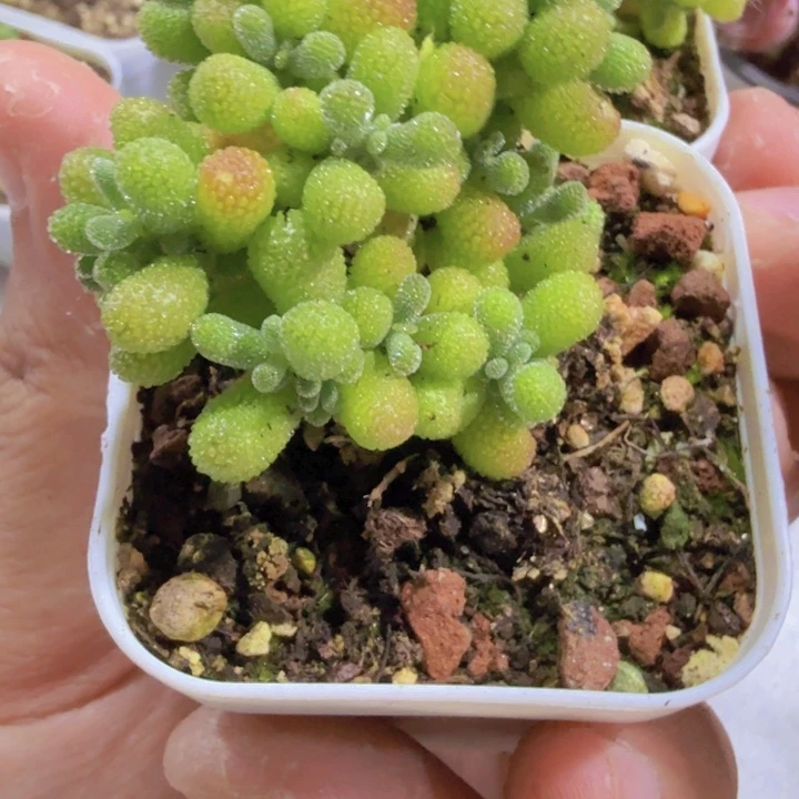 可爱多王炸一颗福利