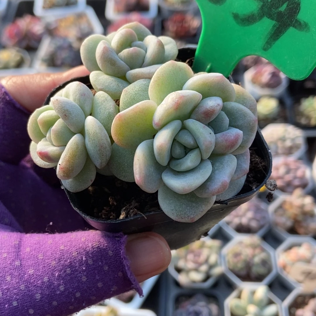834冰玉石化多肉植物