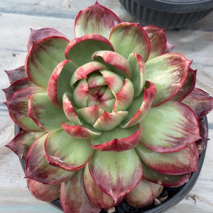 吧***多肉植物 惊鸿仙子-4
