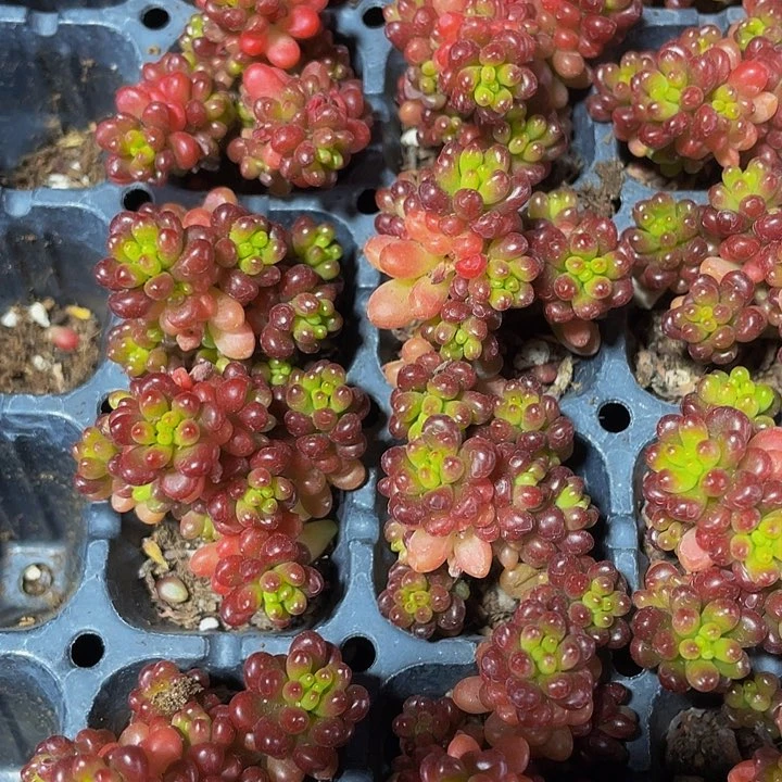 小浆果1元带土发