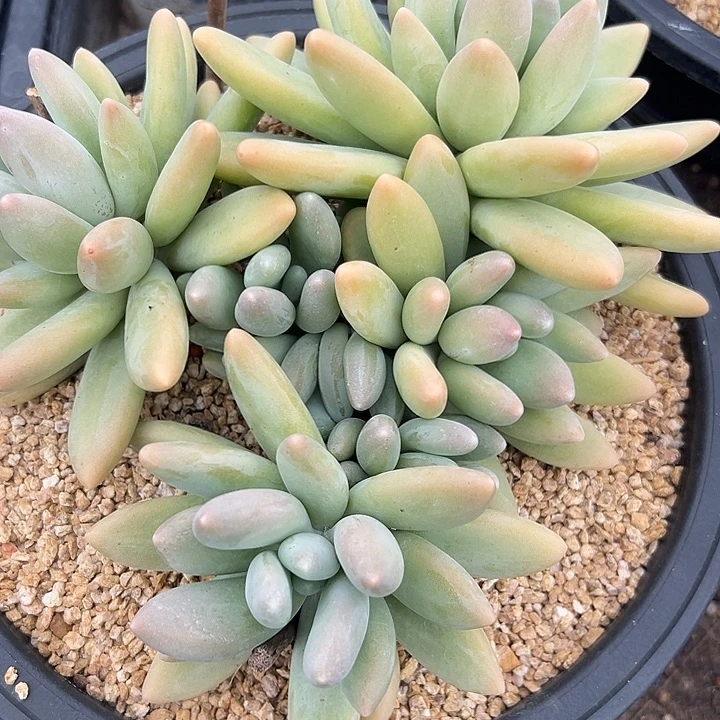 ～****～白兰地，一物一拍