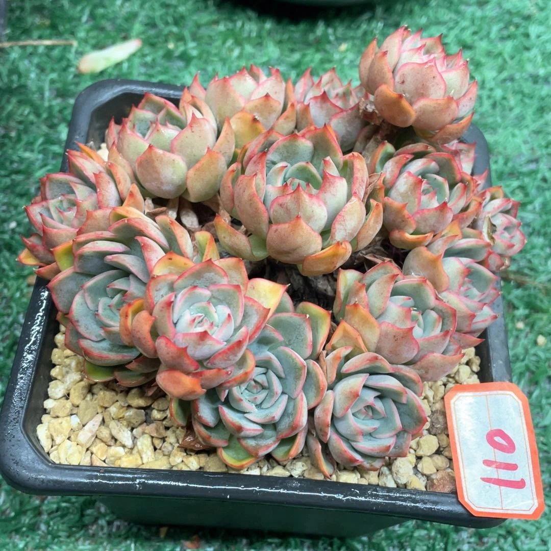 011 一物一拍28包邮非偏远