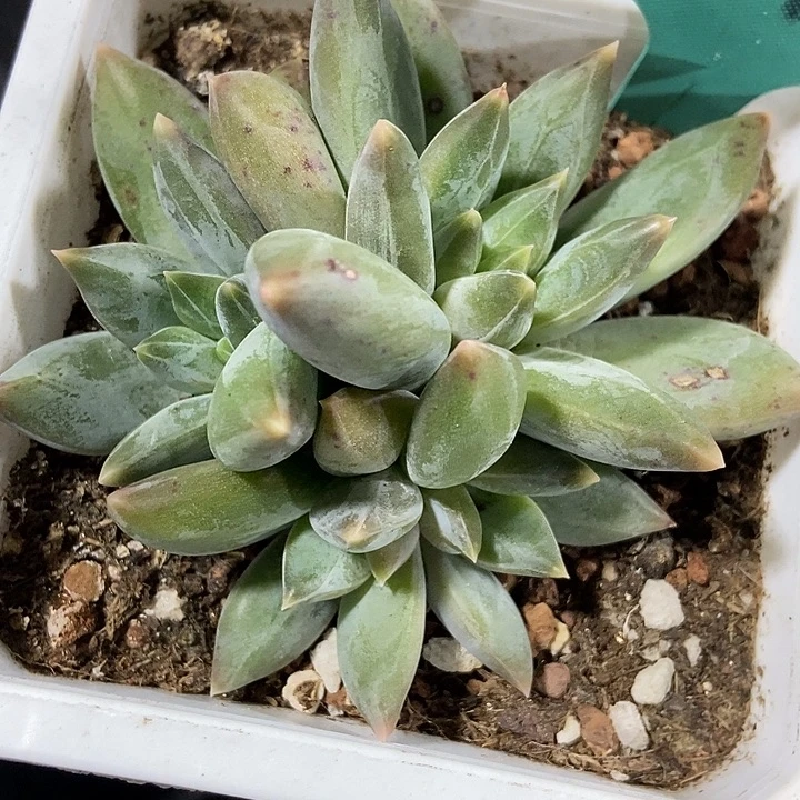 多肉植物重楼群1542