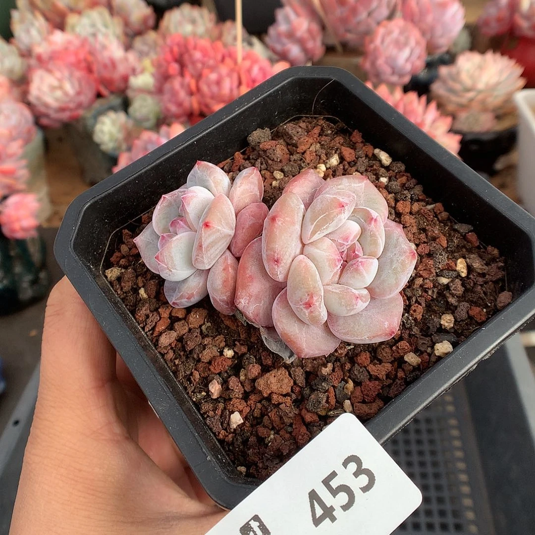 453星影多肉植物666