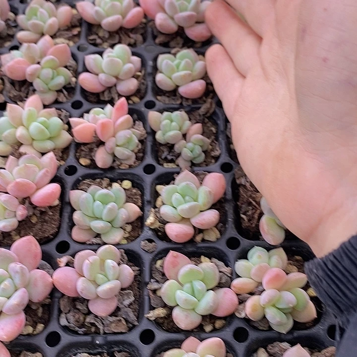 99 多肉植物盆栽花卉