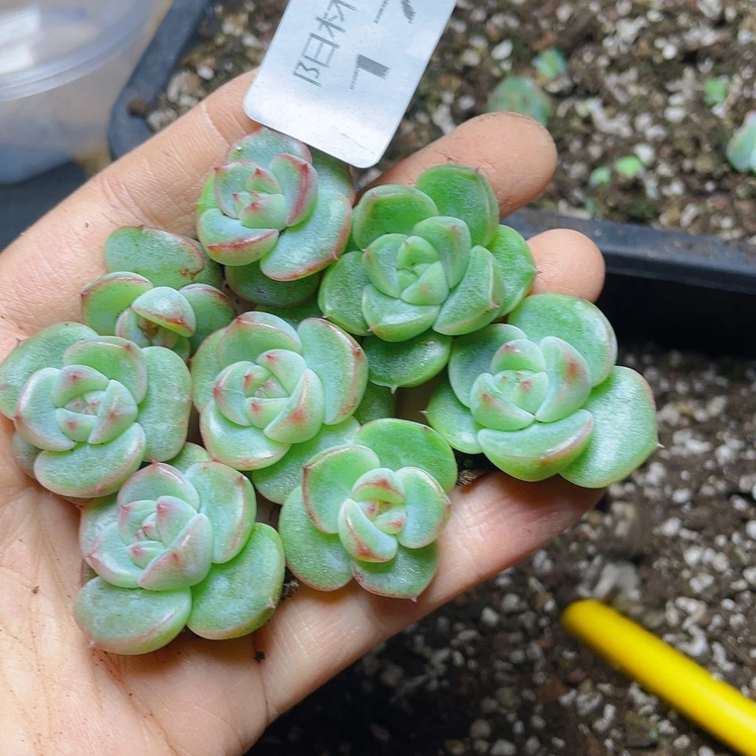 多肉植物多肉植物178