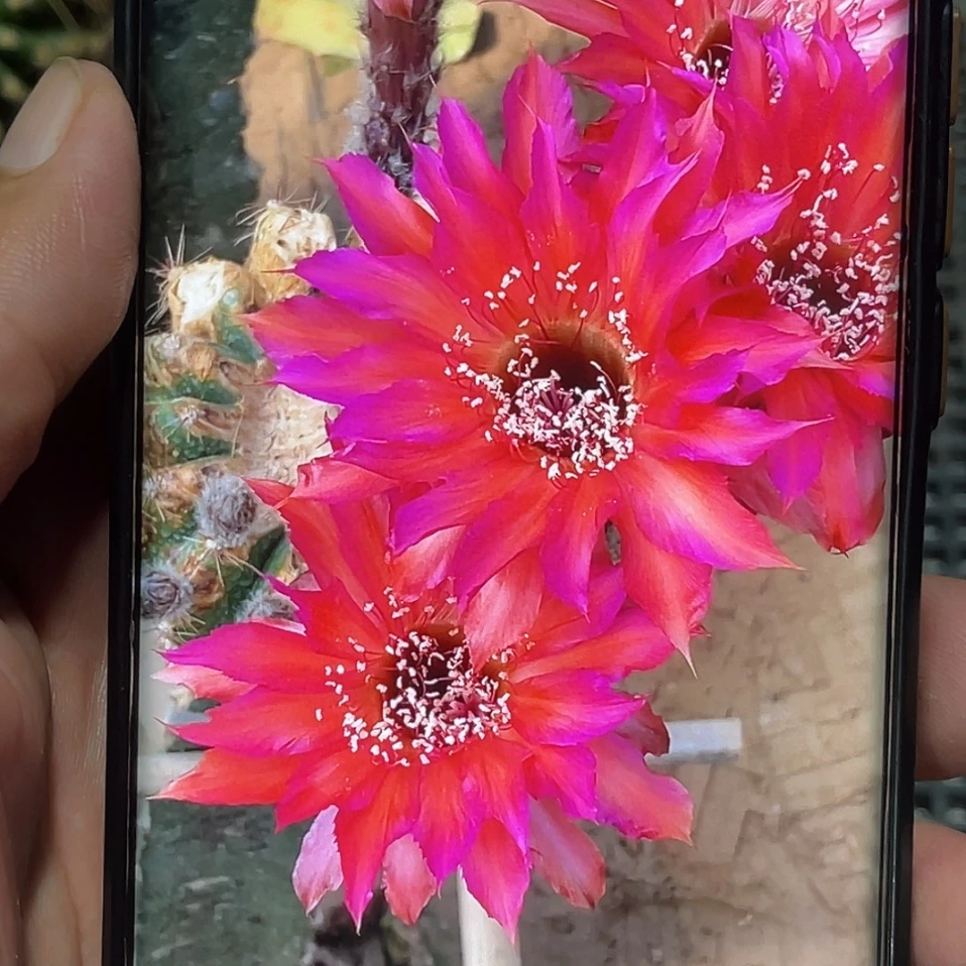 彩 花语侧芽 歪 满20包邮5公分