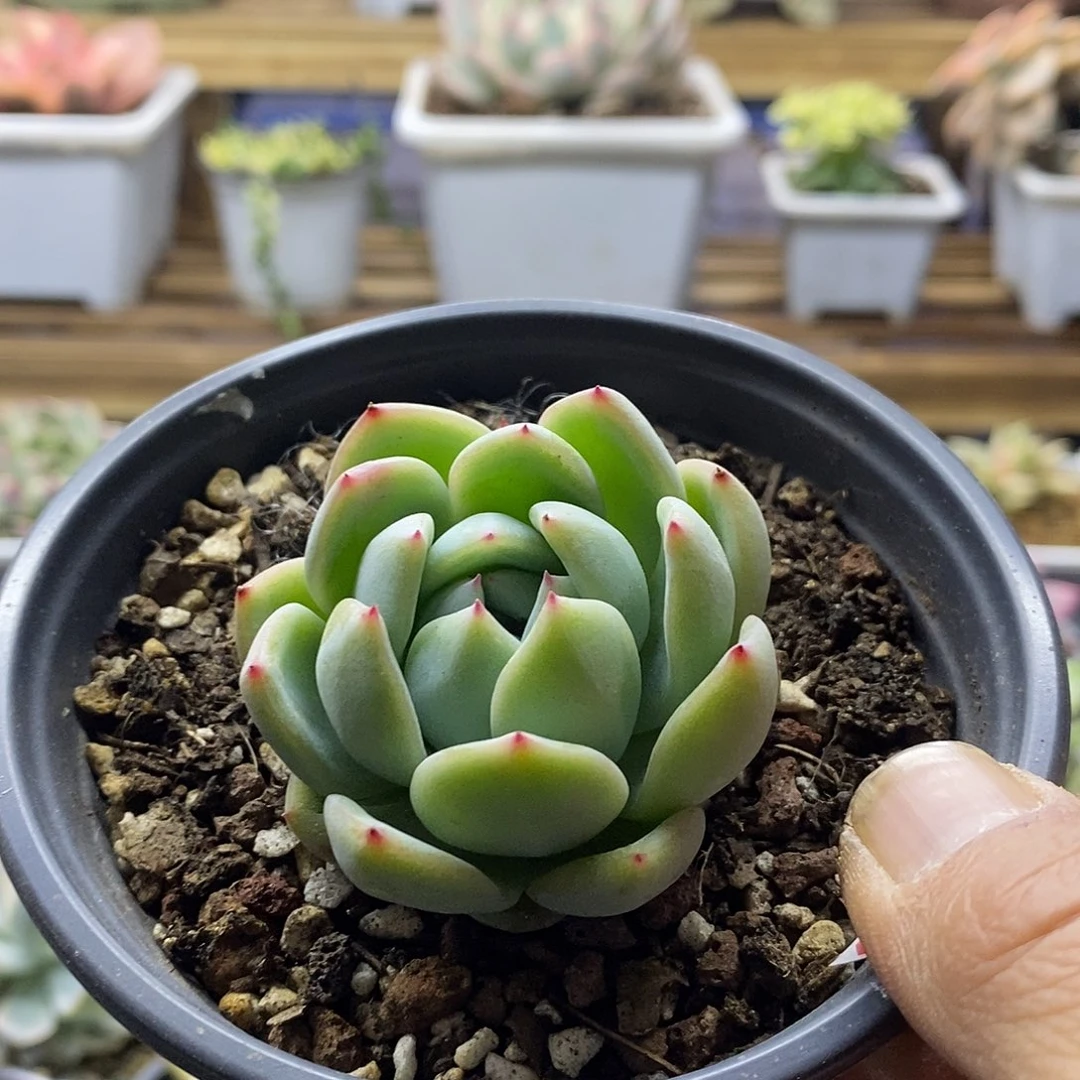 20121 雪花珍妮多肉