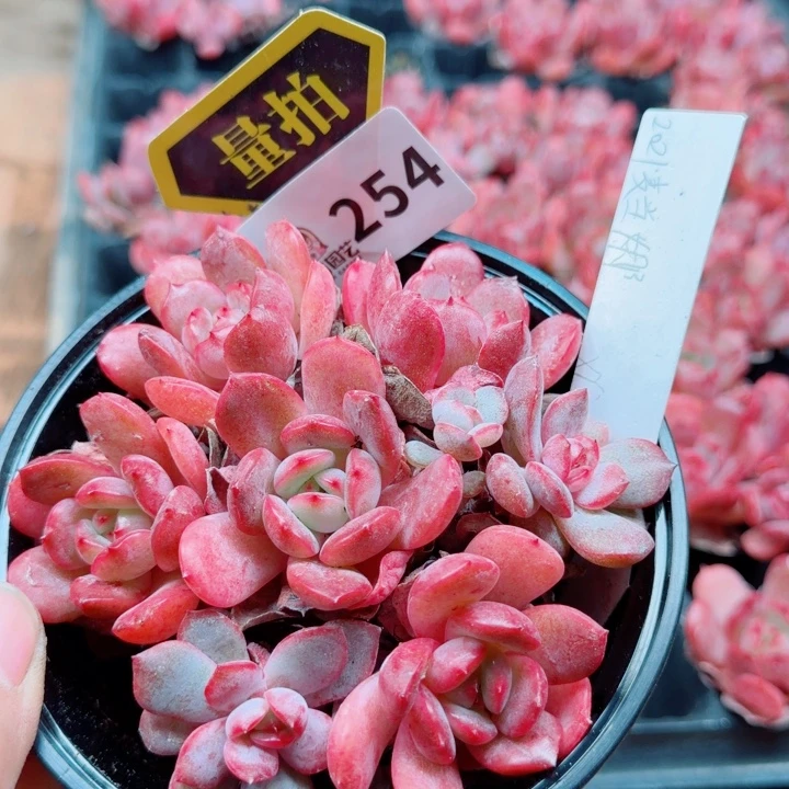 多肉植物多肉植物