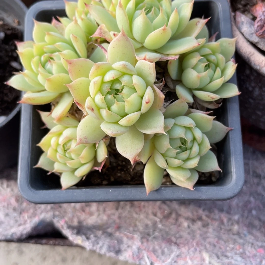 3008  虞姬麦秆  六月六