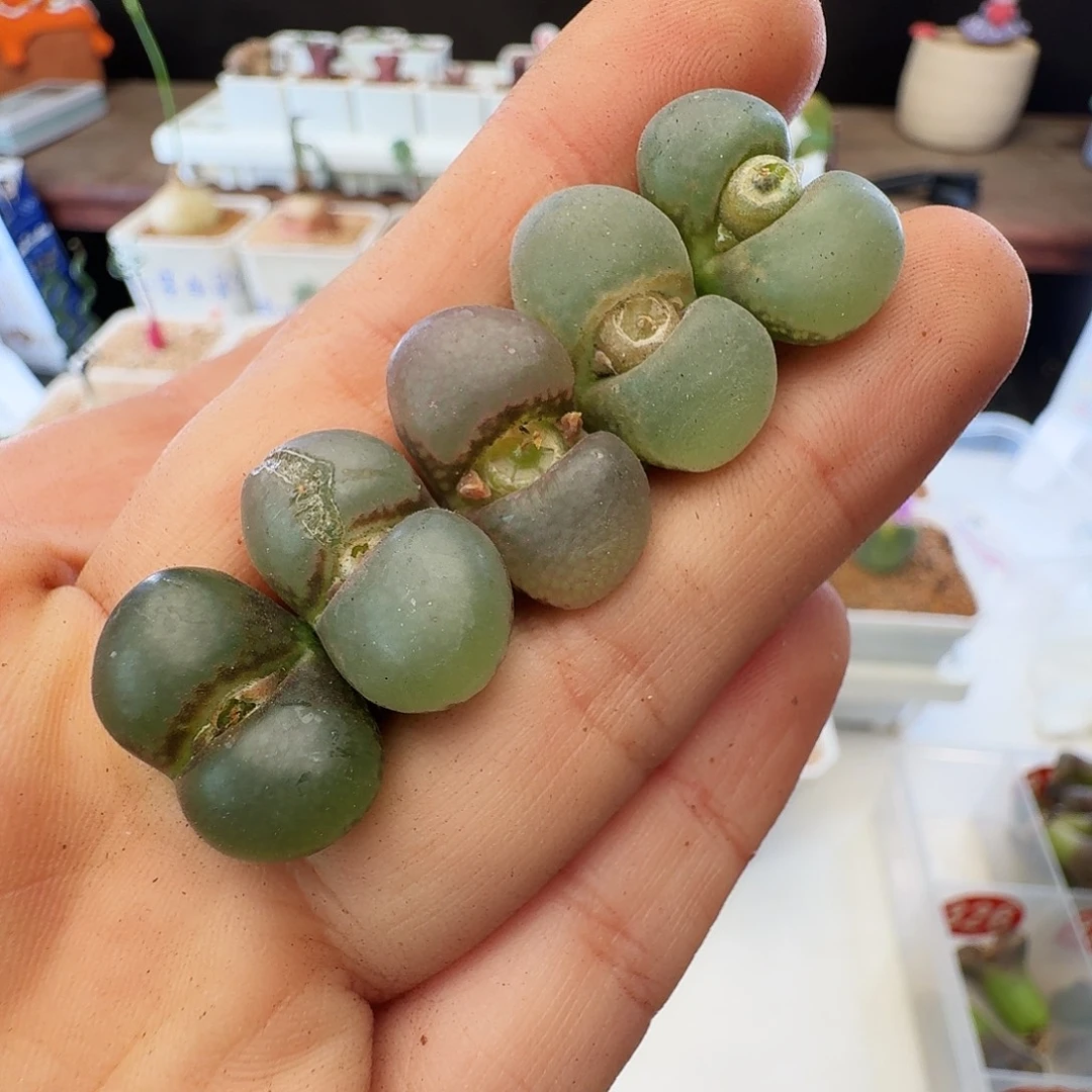 多肉植物福利风铃319