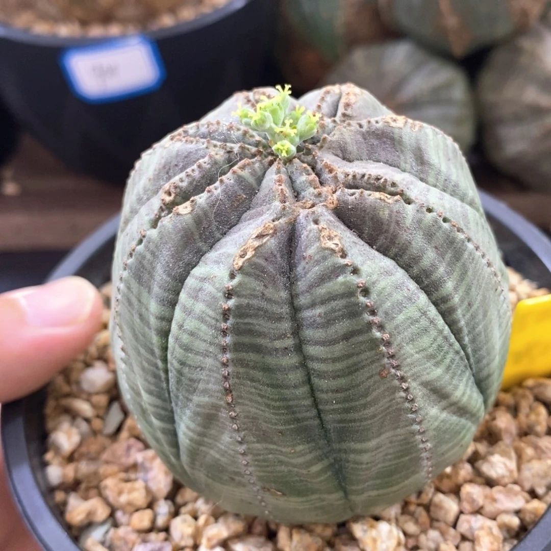 欧系实生布纹球多肉植物