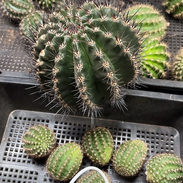 肉*嘟木樨大球12公分侧芽专属