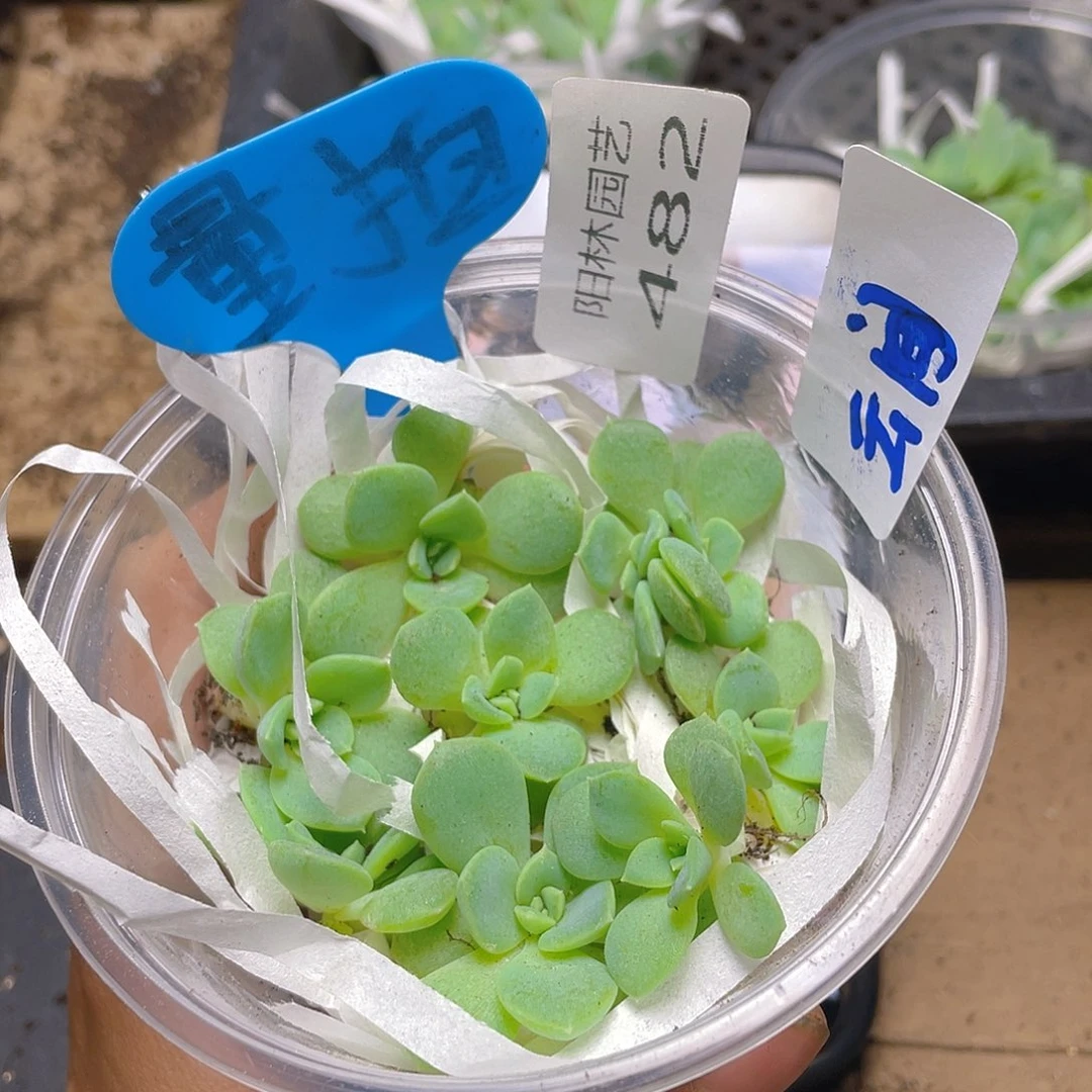 量拍多肉植物多肉植物482