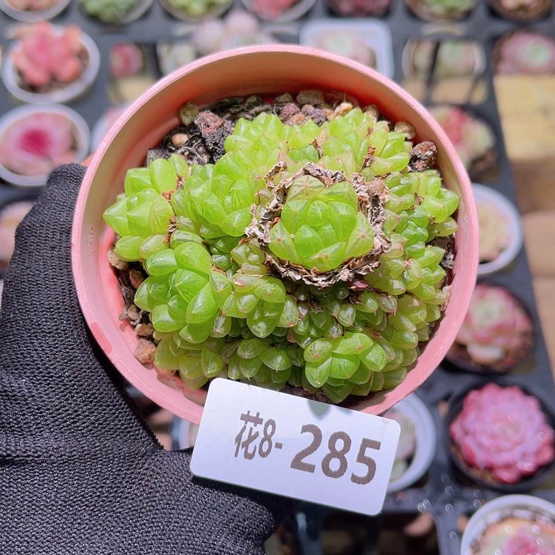 花08-285草玉露群生