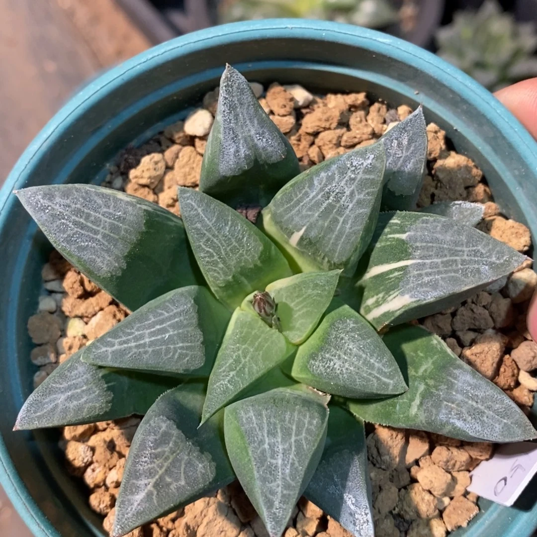 一颗实生克锦 元旦福利