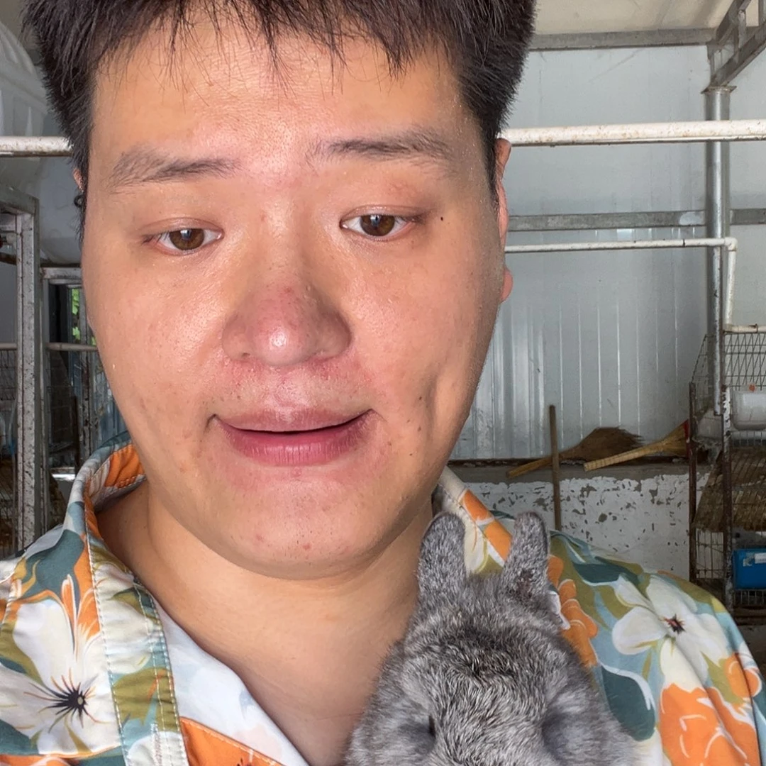 双血统英系安哥拉兔子