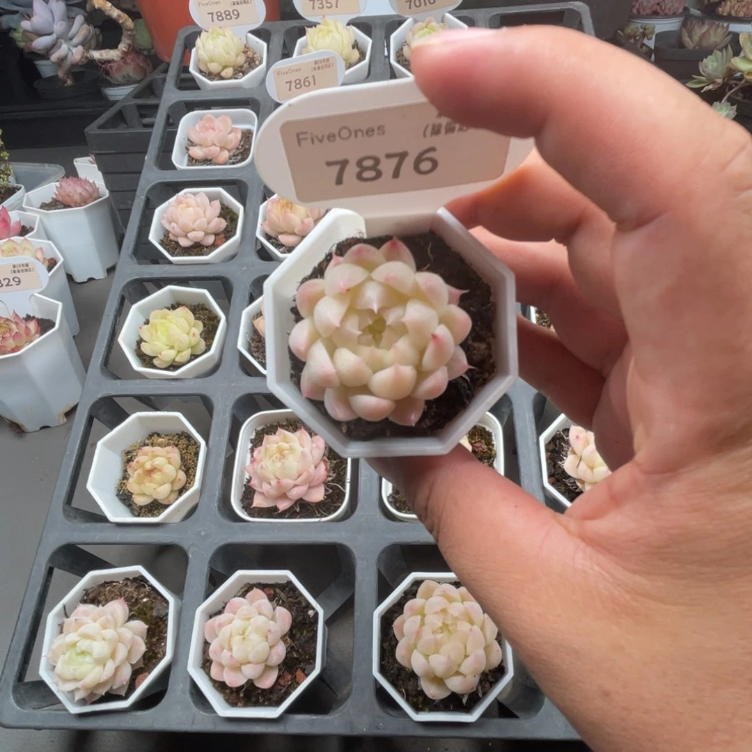 7876  麦秆3.5厘米