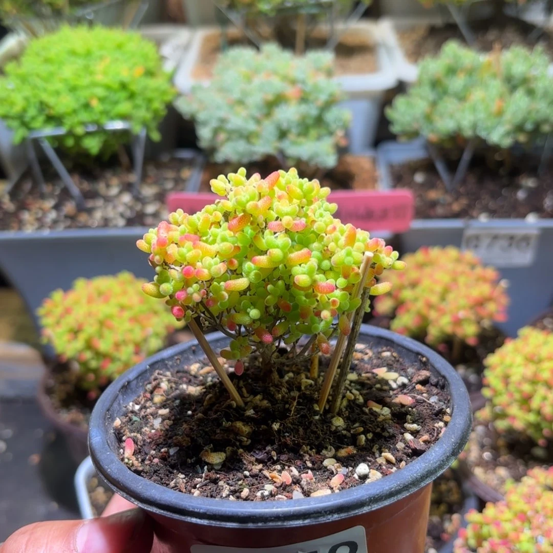 枝干番杏密橘糖球G753