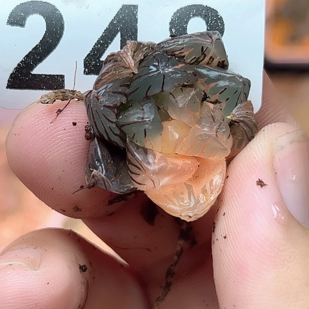 248红红火火恍恍惚惚