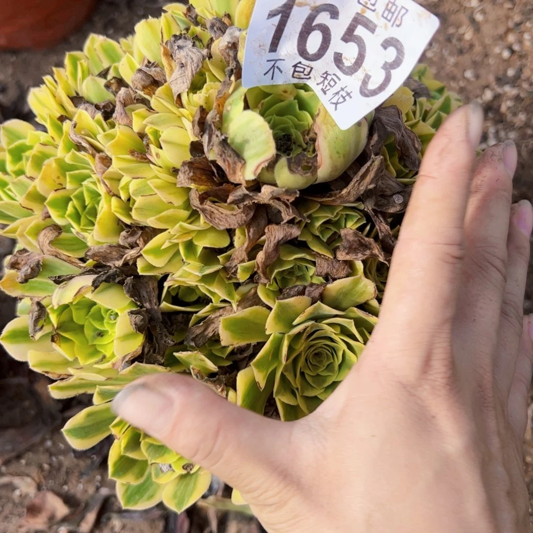 艳宁多肉植物法师1653
