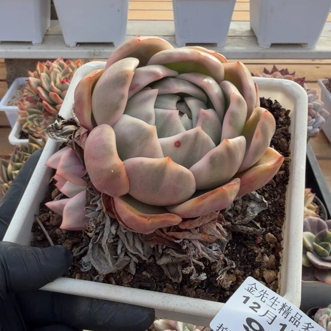 1215-93香槟锦单头