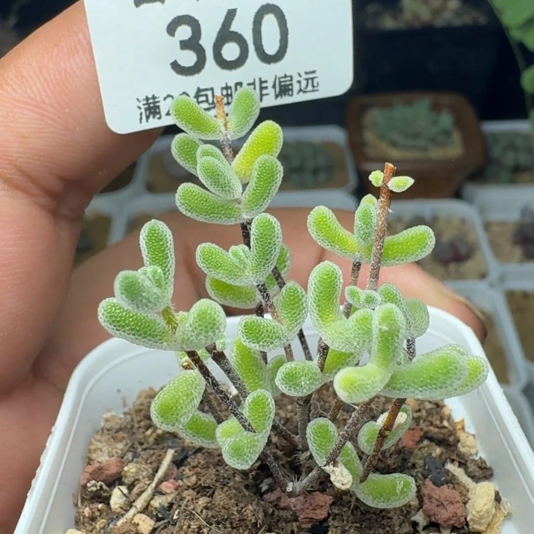 小星星带盆土土