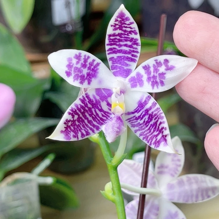 完全开放JG2349-1740