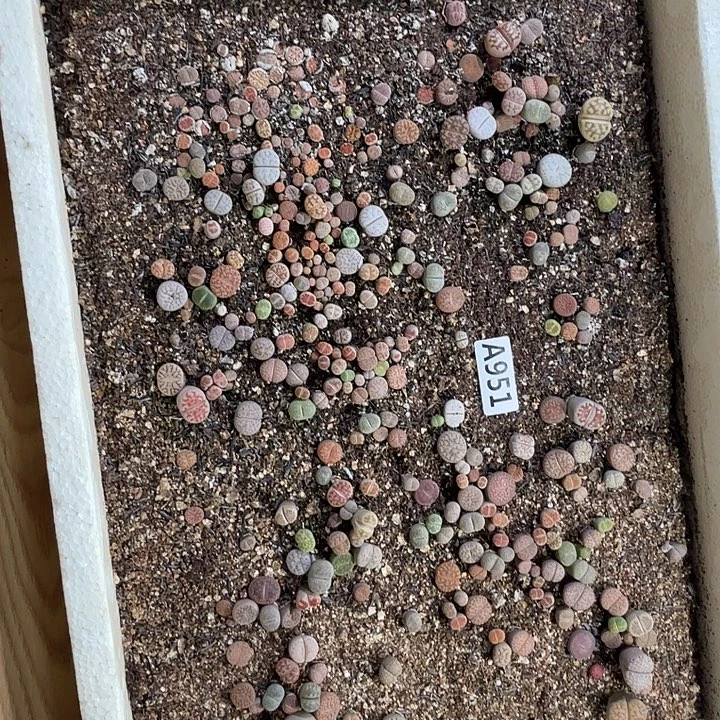 生951石花整筐脱土发货
