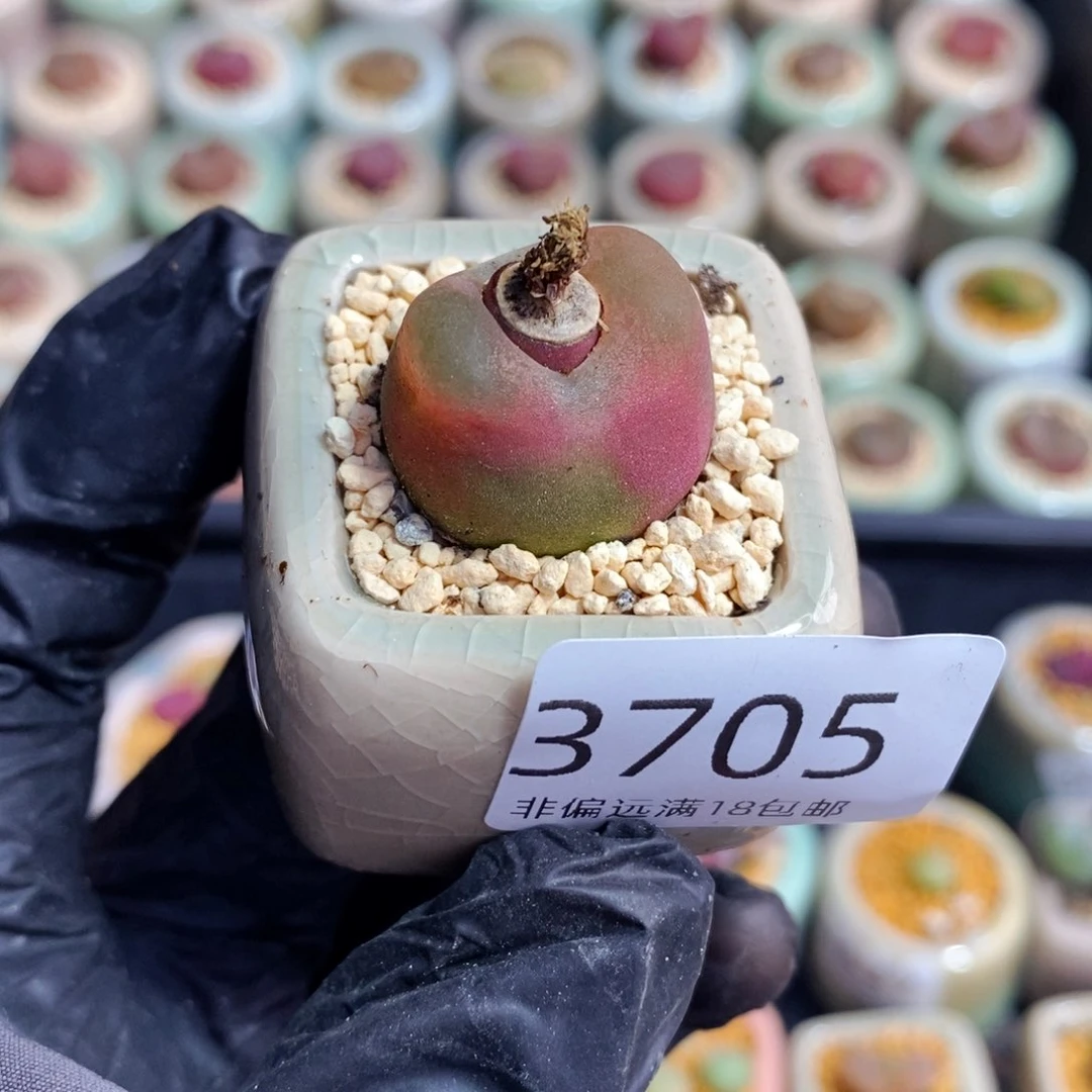 3705--一物一拍 带盆