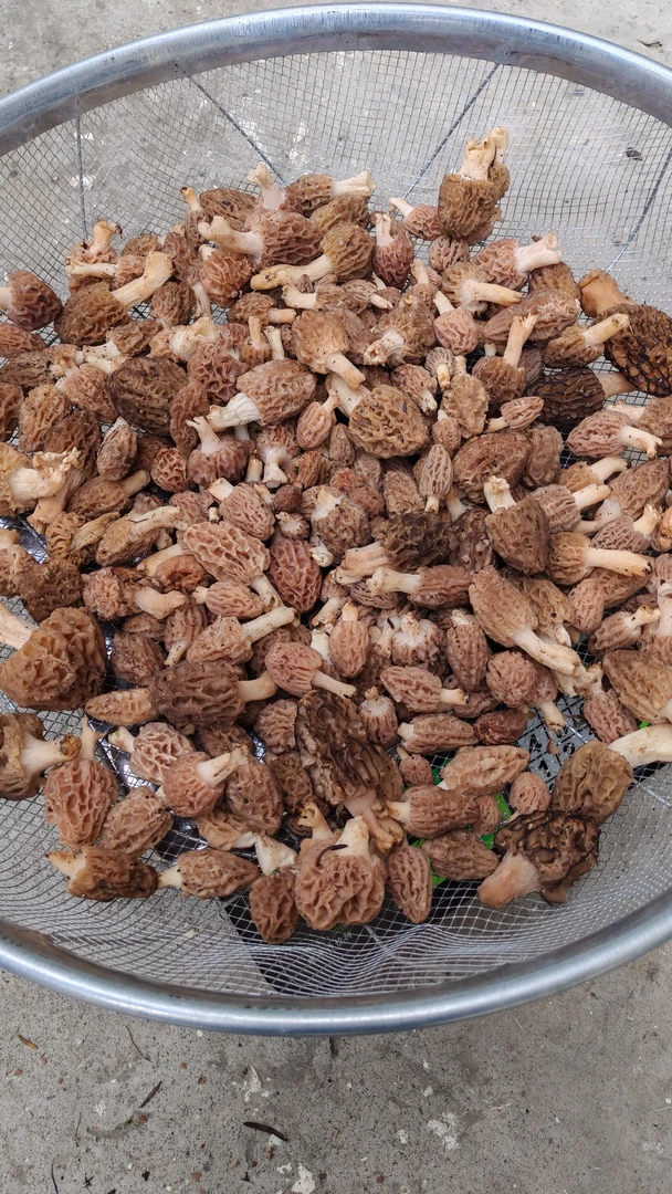 阿坝州高海拔采摘新鲜野生羊肚菌大小不一（介意忽拍）