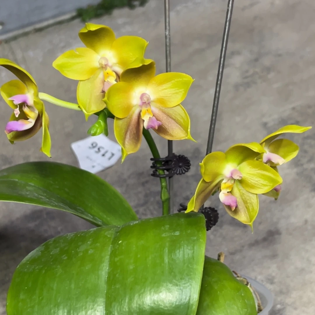 完全开放l373三寸22192