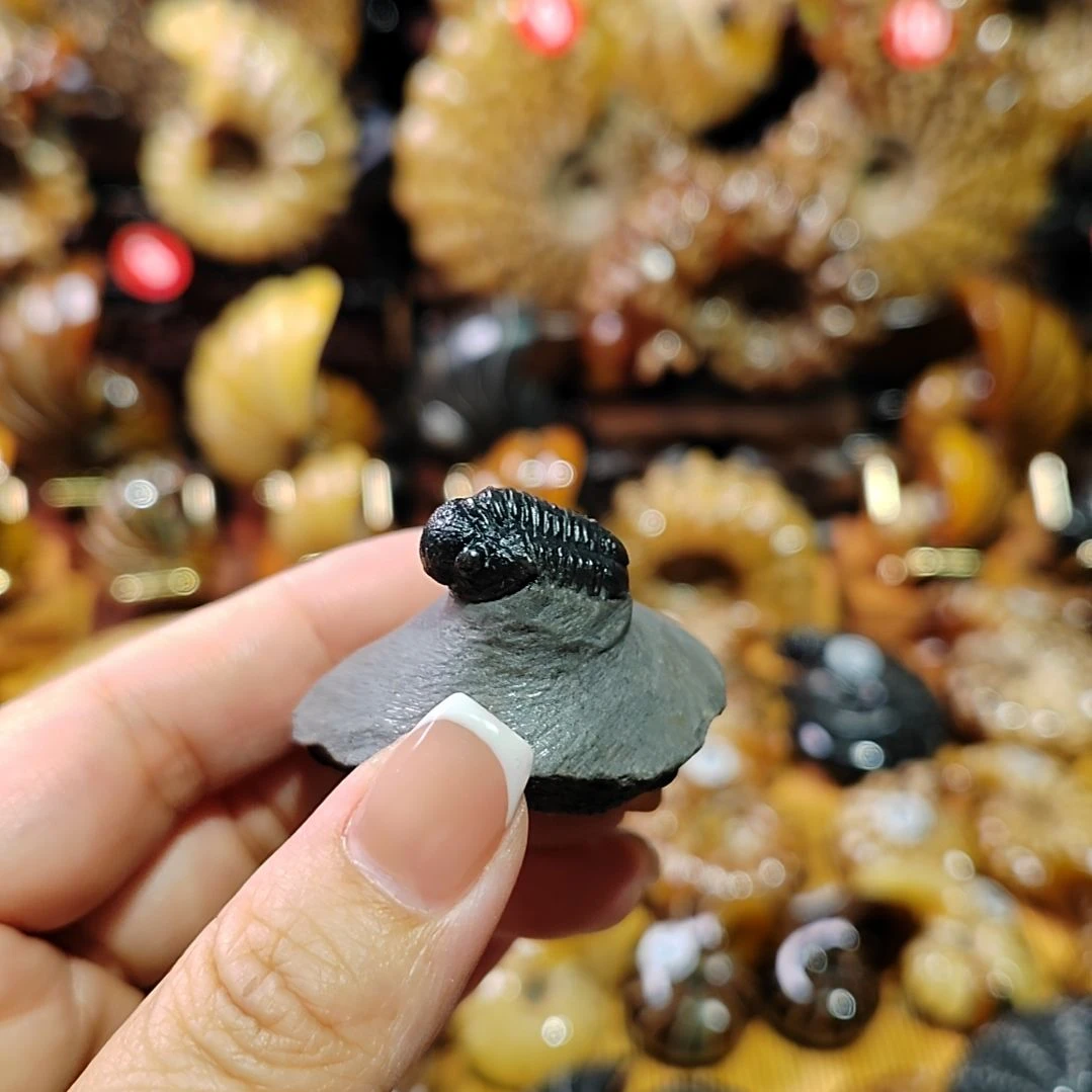 A****场海螺化石手把件