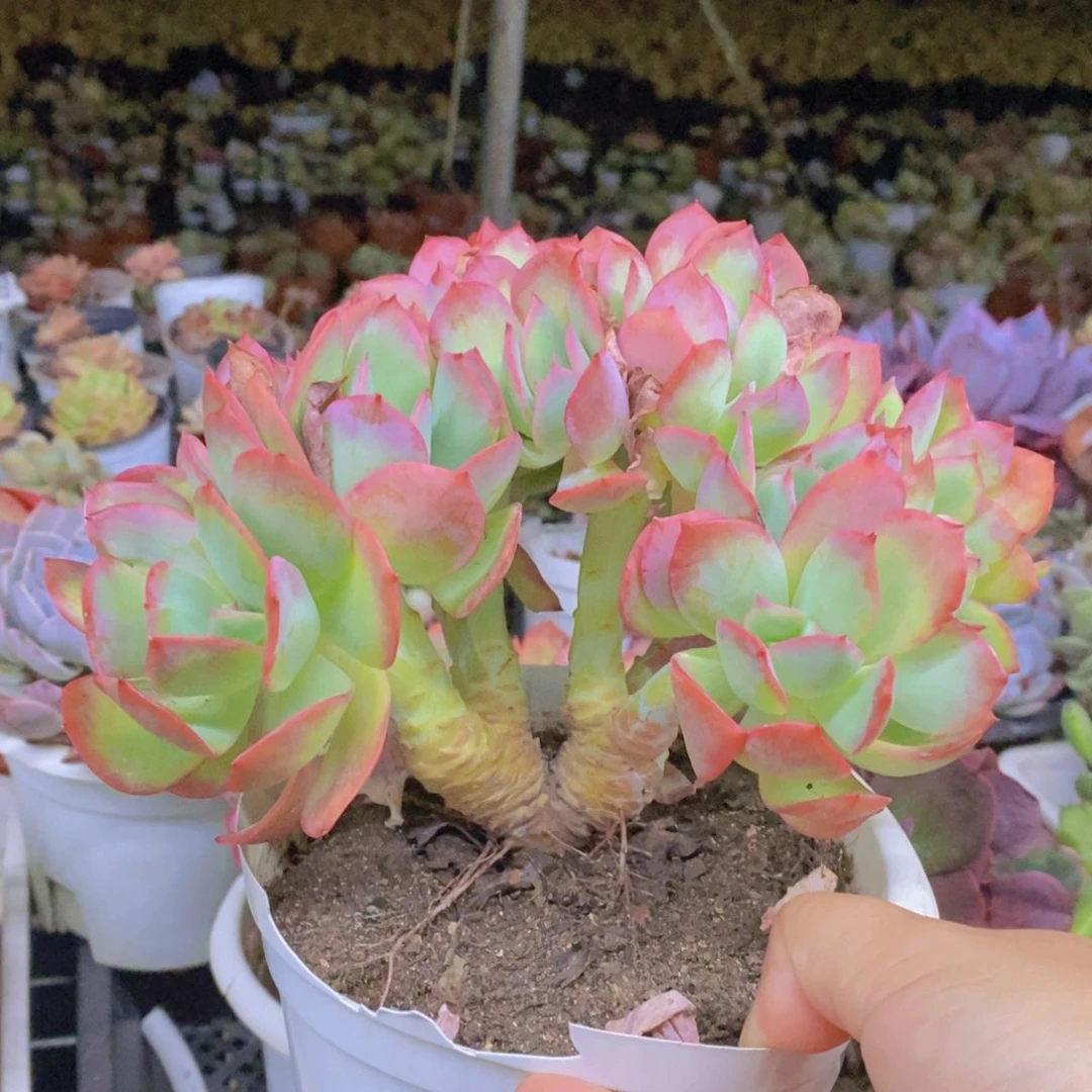 绮罗仙子朵朵缀化