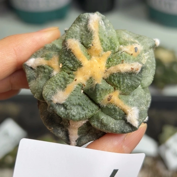 7 脱土带根发货zzz