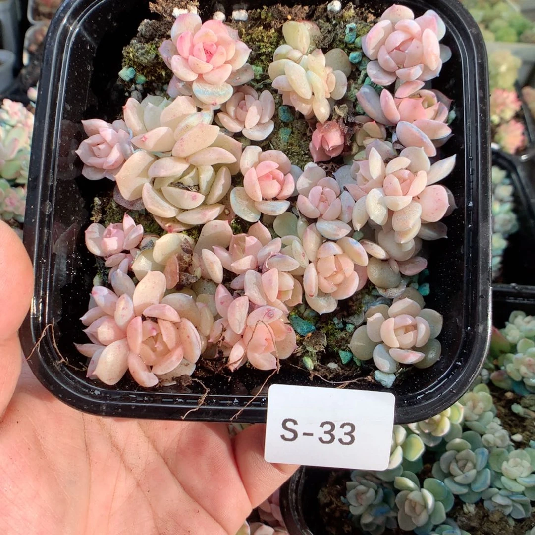 无花朵S33英语英语