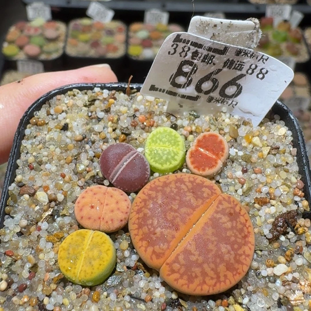 Ssss精品生石花866